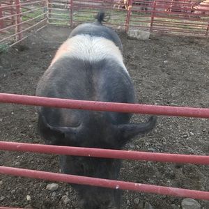 Meet your Posher, Misty